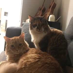 Meet your Posher, Connie